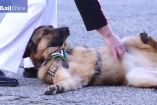 გმირ ძაღლს, რომელმაც ავღანეთში ფეხი დაკარგა, ჯილდო გადასცეს 