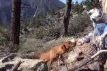 		მაშველებმა მთის ფერდობზე დატოვებული სამი ძაღლი გადაარჩინეს