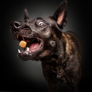 ფოტოსესია: ძაღლები, რომლებიც საკვების დაჭერას ცდილობენ