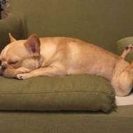 ძაღლები, რომლებსაც სასაცილო პოზებში სძინავთ