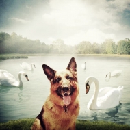 შაროლტა ბიანის ფოტოპროექტი "ვეხმარებით ძაღლებს ფოტოებით"