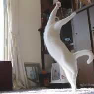 კატა, რომელიც ბალეტს ცეკვავს! 
