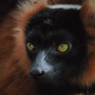 მადაგასკარზე ბინადარი საოცარი ცხოველების ფოტოები