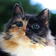 უსინათლო კატა ულამზესი თვალებით!
