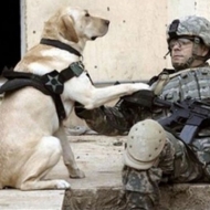 ძაღლი ომში ადამიანის ნამდვილი, ძლიერი მეგობარია!