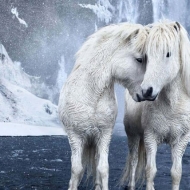 ცხენების ზღაპრული ფოტოები, რომლებიც ისლანდიაში ექსტრემალურ პირობებში ცხოვრობენ