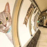 ლონდონის მეტროში თავშესაფრის კატების ფოტოები გამოჩნდა
