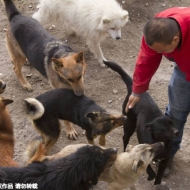 ჩინელმა მილიონერმა ყველაფერი გაყიდა და ძაღლების თავშესაფარი ააშენა