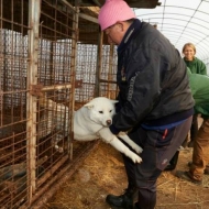 23 ძაღლი კორეელი “გურმანებისგან” იხსნეს და ამერიკულ თავშესაფარში გადაიყვანეს 