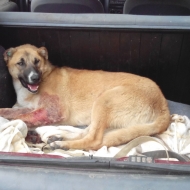 თბილისში მიკედლებულ ძაღლს ცეცხლსასროლი იარაღი ესროლეს 