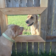მან ღობეს ფანჯარა გაუკეთა, რომ ძაღლებს ერთმანეთთან ურთიერთობა შეძლებოდათ