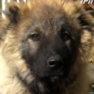 თბილისში ძაღლების საერთაშორისო გამოფენა გაიმართა