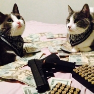 კარტი, ფული, ორი კატა 