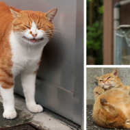 როგორ ცხოვრობენ უპატრონო კატები ტოკიოში