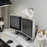 ადამიანებთან ერთად - ანუ კატები ოფისში 