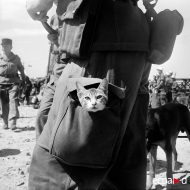 კატები ომში