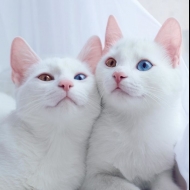 გაიცანით მსოფლიოში ულამაზესი ტყუპი კატა