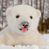 ამ ცხოველებმა პირველად იხილეს თოვლი და ისინი აღფრთოვანებულნი არიან 