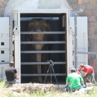 თბილისში ერევნის ზოოპარკიდან სპილო ჩამოვიდა