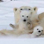 თეთრი დათვებისა და მათი შვილების შთამბეჭდავი ფოტოები