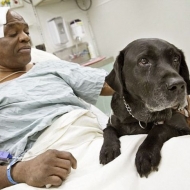 ძაღლი, რომელმაც უსინათლო კაცი სიკვდილისგან იხსნა