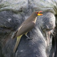 ულამაზესი "ფრინველი- ვამპირი", რომელიც გარეული ცხოველების სისხლით იკვებება