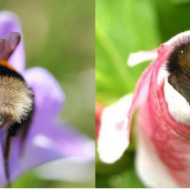 მუშაობისგან დაღლილ ფუტკრებს პირდაპირ ყვავილებში ჩაეძინათ