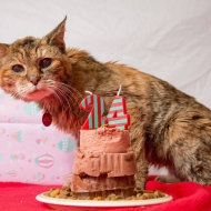ყველაზე ხნიერი კატა მსოფლიოში