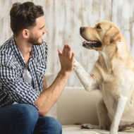 15 ძაღლი, რომლებიც გვაჩვენებენ რა არის სიყვარული და მზრუნველობა