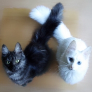 ინი და იანი - თეთრი და შავი კატები
