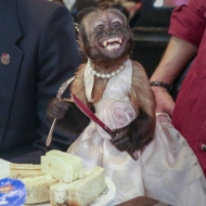 ჰოლივუდში 20 წლის მსახიობი მაიმუნი დააჯილდოვეს