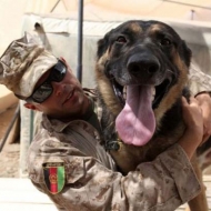 როგორ მსახურობენ გაწვრთნილი ძაღლები ადამიანების გვერდით ავღანეთში