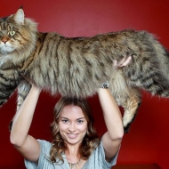 უზარმაზარი კატები