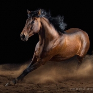 ცხენების მოყვარული ფოტოგრაფის მიერ გადაღებული საოცარი ფოტოები