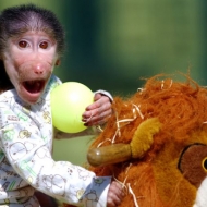 საყვარელ პატარა მაიმუნს ზოოპარკში მავშვივით უვლიან