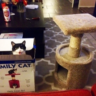 ეს კატები თქვენს საჩუქრებს სულ სხვა დანიშნულებით იყენებენ