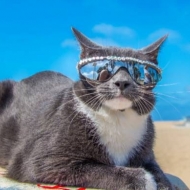 ბუბლიკი - კატა მზის სათვალეებში