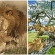 ცხოველთა მეფეები: ლომების 10 ფოტო, რომლებიც საუკეთესო ნამუშევრებად აღიარეს