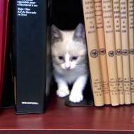 "კატების ბიბლიოთეკა"