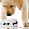 რომელი საკვებია რეკომენდირებული თქვენი ძაღლისთვის?