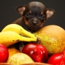 რომელი ხილი/ბოსტნეული შეიძლება ძაღლისთვის?