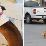კარანტინში მყოფმა მექსიკელმა მამაკაცმა თავისი ძაღლი ჩიფსების საყიდლად გაუშვა