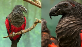 თუთიყუში დრაკულა: საშიში და ამავდროულად ულამაზესი ფრინველი