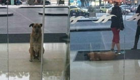 სტუარდესამ სახლში წაიყვანა ძაღლი, რომელიც მას სასტუმროსთან ნახევარი წელი ელოდა