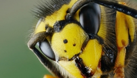 რამდენი თვალი აქვს ფუტკარს?