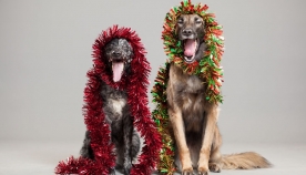 ამ ძაღლებმა იციან, როგორ შეხვდნენ შობა-ახალ წელს! (+ფოტო)