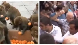როგორ რეაგირებენ ადამიანები და მაიმუნები უფასო საკვებზე (ემოციური ვიდეო)