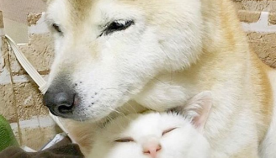 მეგობრობა ბოლო წუთამდე: კატა 16 წლის ძაღლზე ზრუნავს