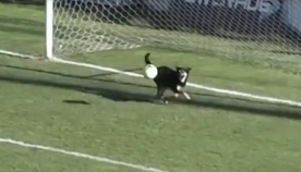 ფეხბურთის მსვლელობისას ძაღლი გადაეფარა ბურთს, რომელიც კარში თითქმის გასული იყო (სახალისო ვიდეო)