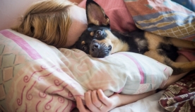 ძაღლები, რომლებიც ყველაფერს დათმობენ პატრონთან ძილის გამო (+ფოტო)